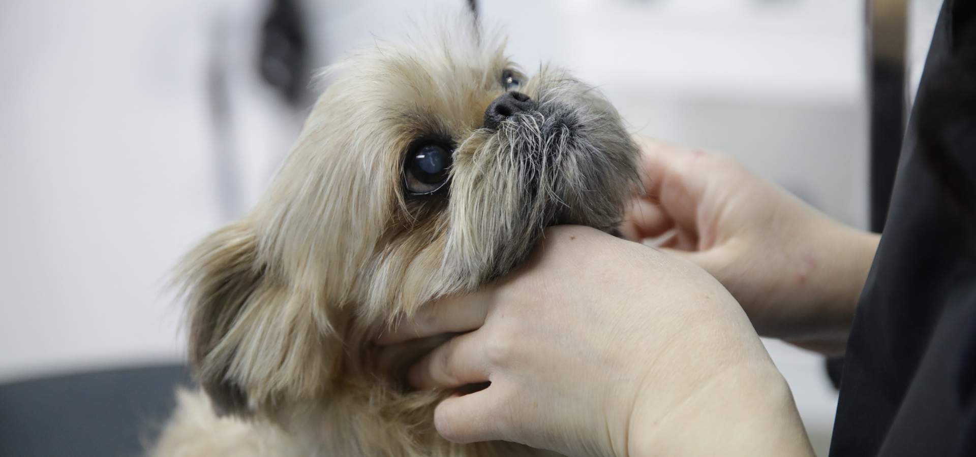 Petsalon L.c.t